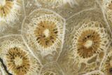 Polished Fossil Coral (Actinocyathus) - Morocco #100649-1